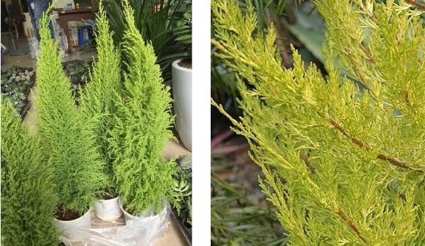 nguyen-nhan-cay-tung-thom-bi-heo