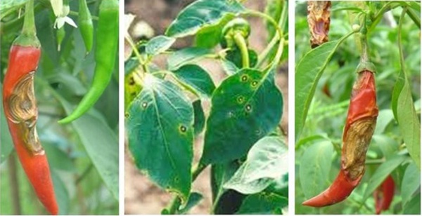 nguyen-nhan-ot-bi-thoi-trai