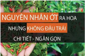 nguyen-nhan-ot-ra-hoa-nhung-khong-dau-qua