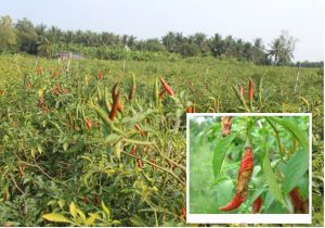 phong-va-tri-benh-thoi-trai-ot