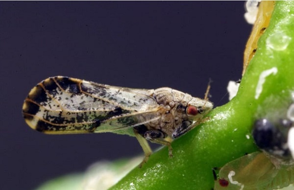 tac-nhan-truyen-benh-vang-la-greening