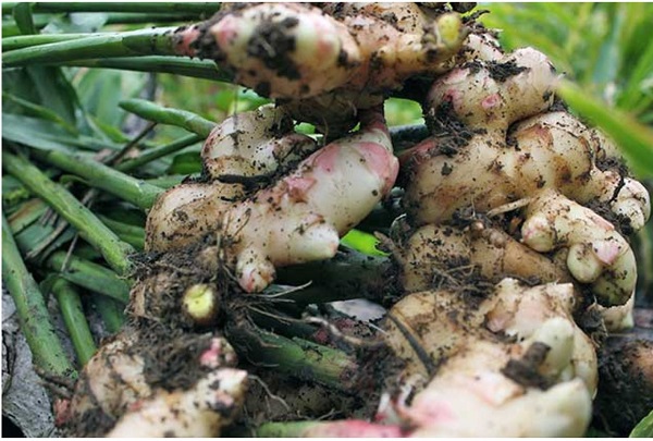 thoi-gian-thu-hoach-gung