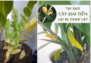 cach-cham-soc-cay-kim-tien-bi-vang-la