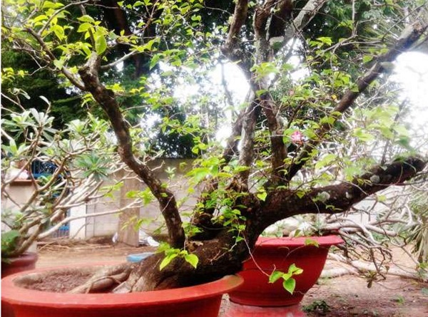 cach-ngat-la-hoa-giay