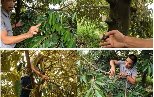 Vì sao phải tỉa cành sầu riêng? - Cách tỉa cành sầu riêng theo từng giai đoạn 5 cach-tia-canh-cay-sau-rieng-3-nam-tuoi