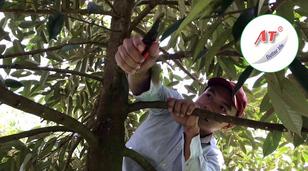 Vì sao phải tỉa cành sầu riêng? - Cách tỉa cành sầu riêng theo từng giai đoạn 1 cach-tia-canh-sau-rieng