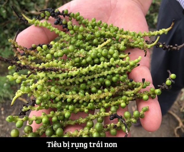 ho-tieu-rung-trai-non