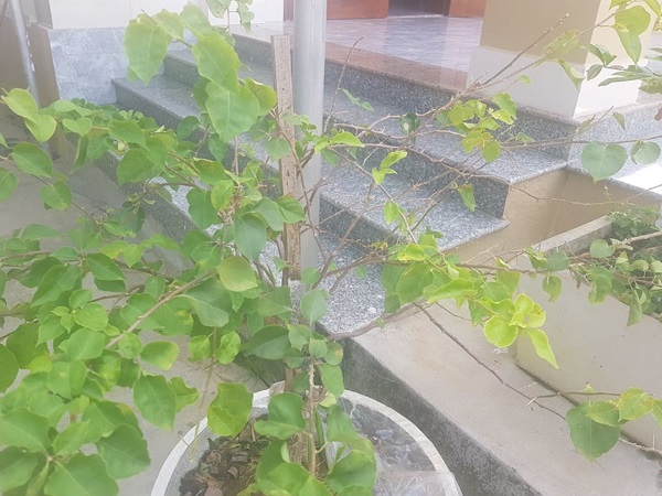ky-thuat-cho-cay-hoa-giay-ra-hoa