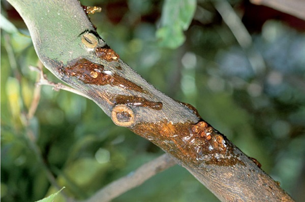 nam-phytophthora-gay-benh-gi