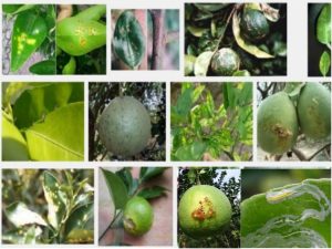 sau-xanh-hai-cay-an-qua-co-mui