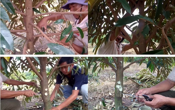 Vì sao phải tỉa cành sầu riêng? - Cách tỉa cành sầu riêng theo từng giai đoạn 4 tia-canh-sau-rieng-2-nam-tuoi