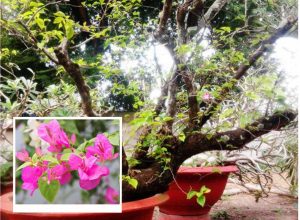 xu-ly-tinh-trang-hoa-giay-khong-ra-hoa