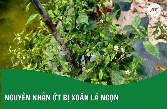 Bệnh xoăn lá ngọn ở ớt gây ra bởi nhiều nguyên nhân