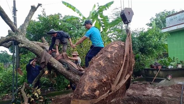 Cách trồng cây vú sữa mới bứng Cách trồng cây vú sữa mới bứng