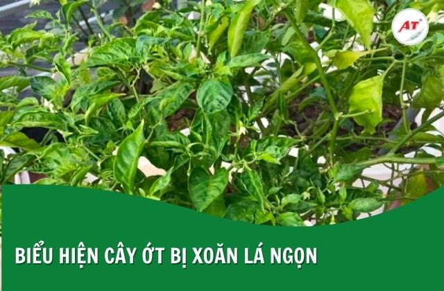Lá ngọn cây ớt nhiễm bệnh xoăn lại, co rút