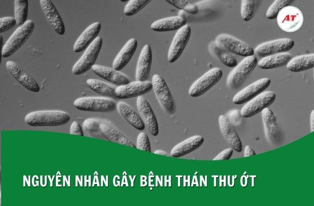 Nguyên nhân chính gây bệnh thán thư trên ớt là nấm Colletotrichum spp