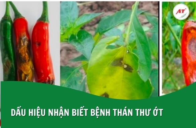 Nhận biết bệnh thán thư qua vết bệnh trên quả, lá và thân ớt