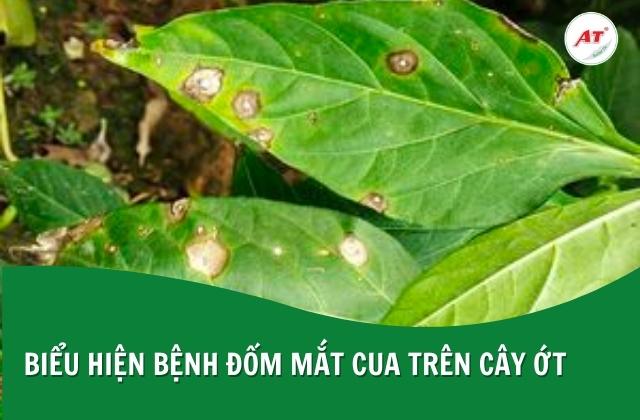 Những vết bệnh trên lá ớt có hình dáng và màu sắc giống mắt cua Những vết bệnh trên lá ớt có hình dáng và màu sắc giống mắt cua