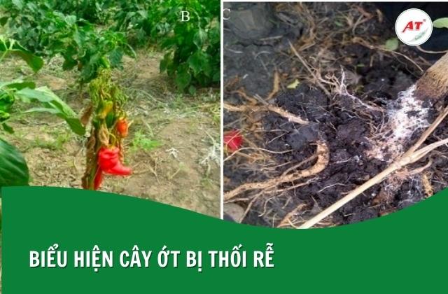 Ớt bị thối rữa các mô thân và rễ nằm bên dưới bề mặt đất