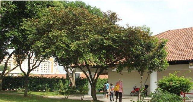 Trồng cây vú sữa trước nhà để cầu mong gia đình luôn hạnh phúc Trồng cây vú sữa trước nhà để cầu mong gia đình luôn hạnh phúc