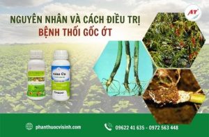 Mách bạn nguyên nhân và cách phòng trừ bệnh thối gốc ớt