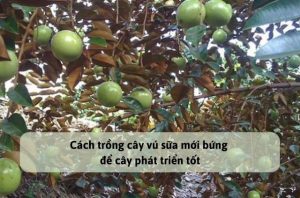 Cách trồng cây vú sữa mới bứng để cây phát triển tốt