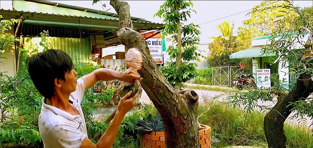 Cắt tỉa cảnh trước khi bứng Cắt tỉa cảnh trước khi bứng