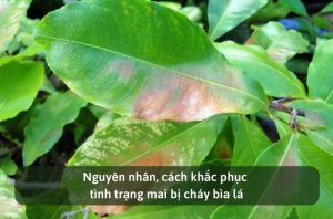 Nguyên nhân, cách khắc phục tình trạng mai bị cháy bìa lá