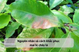 Nguyên nhân và cách khắc phục mai bị cháy lá