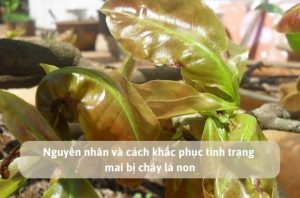 Nguyên nhân và cách khắc phục tình trạng mai bị cháy lá non