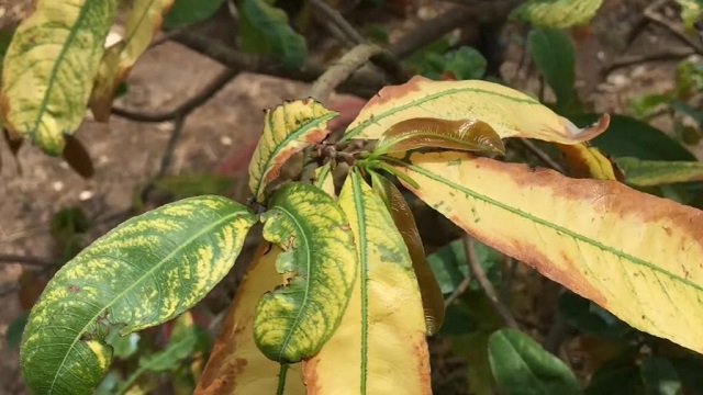 Ngộ độc phân bón khiến mai bị cháy đầu lá