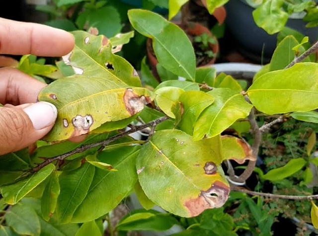 Mai bị cháy do nấm bệnh