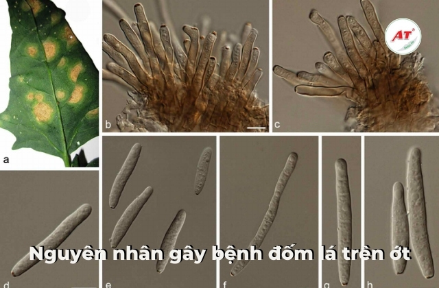 Nấm Cercospora capsici được tìm thấy trên lá bị nhiễm bệnh Nấm Cercospora capsici được tìm thấy trên lá bị nhiễm bệnh