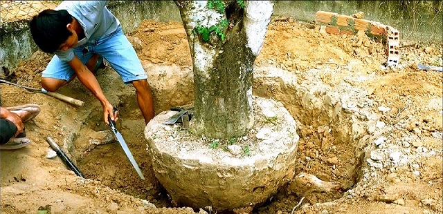 Tạo bầu đất để bứng Tạo bầu đất để bứng