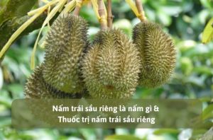 Nấm trái sầu riêng là nấm gì & Thuốc trị nấm trái sầu riêng