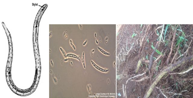 Đôi nét về loài tuyến trùng