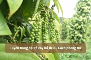 Tuyến trùng hại rễ cây hồ tiêu