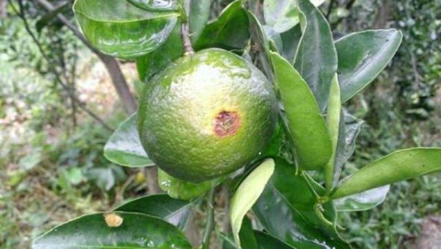 Bệnh loét hại cây ăn quả có múi và những điều bạn chưa rõ 3 Biện pháp phòng trừ