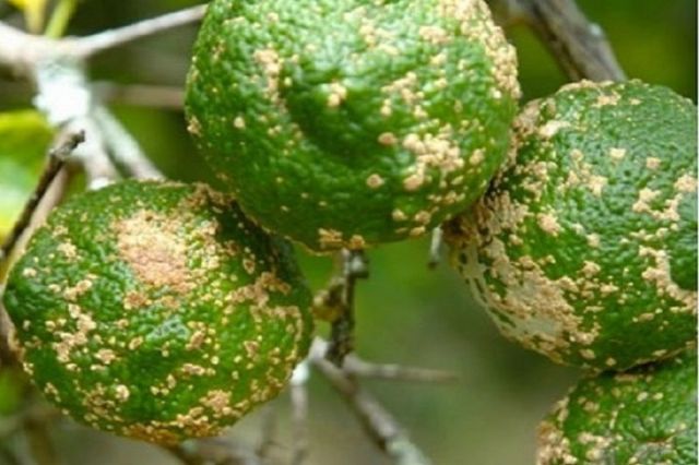 Bệnh loét hại cây ăn quả có múi và những điều bạn chưa rõ 1 Nguyên nhân gây bệnh