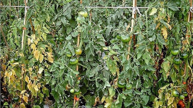 Triệu chứng bệnh tuyến trùng rễ