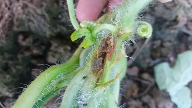 Điều kiện phát sinh dịch hại