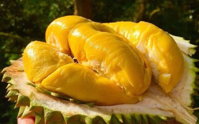 Giá sầu riêng hôm nay tại khu vực Miền Tây