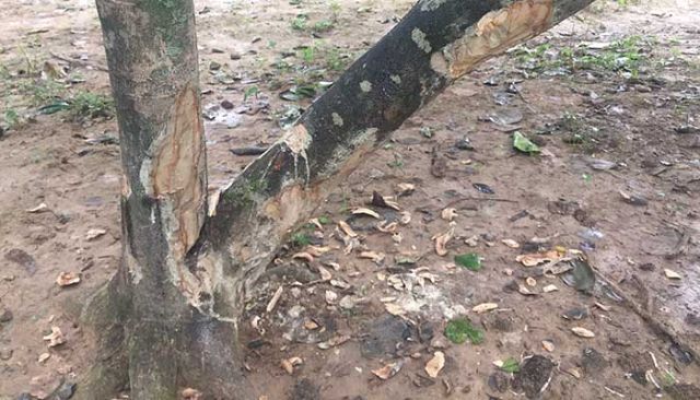 Khi nào bệnh phát triển mạnh nhất?