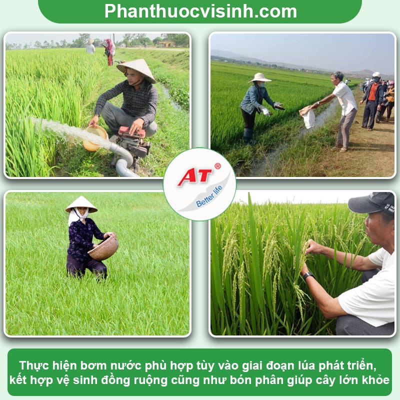 Lúa bị vi khuẩn là do đâu – Nguyên nhân và cách phòng trừ