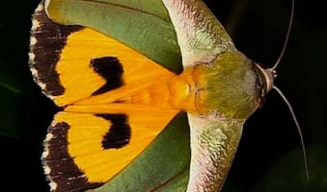 Điểm danh các loại sâu bệnh trên cây có múi bà con cần phải nhớ 4 Ngài chích trái