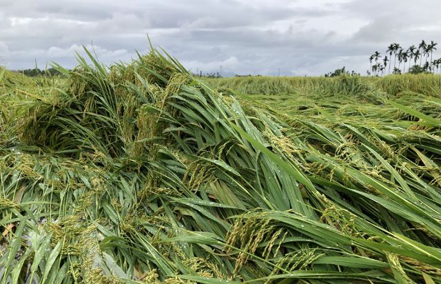 Nguyên nhân chủ quan làm lúa bị lốp