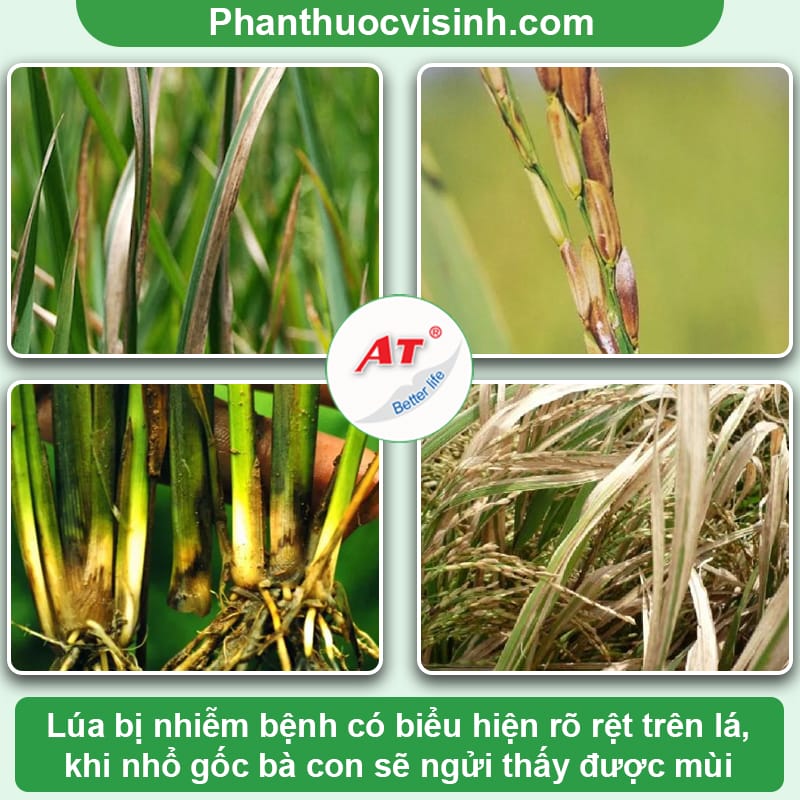Lúa bị vi khuẩn là do đâu – Nguyên nhân và cách phòng trừ