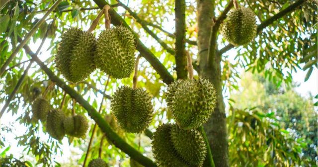 Sầu riêng Musang King – Đặc sản nổi tiếng