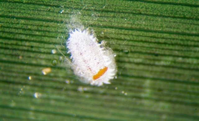 Điểm danh các loại sâu bệnh trên cây có múi bà con cần phải nhớ 2 Rệp sáp