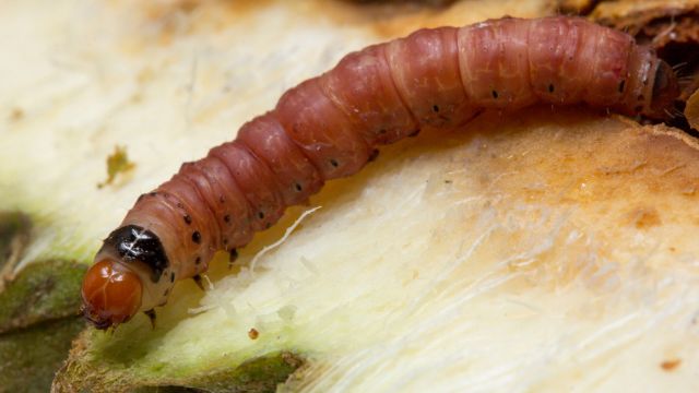 Điểm danh các loại sâu bệnh trên cây có múi bà con cần phải nhớ 1 Sâu đục trái - Loài sâu bệnh trên cây có múi